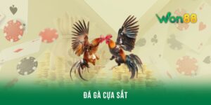 Đá gà cựa sắt - Mang lại sự hồi hộp trong từng giây phút