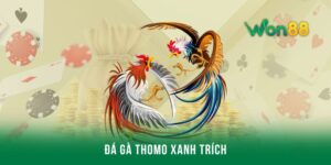 Đá gà thomo xanh trích và cách thức dự đoán bất bại
