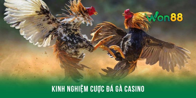 Kinh nghiệm đặt cược đá gà casino dễ thắng