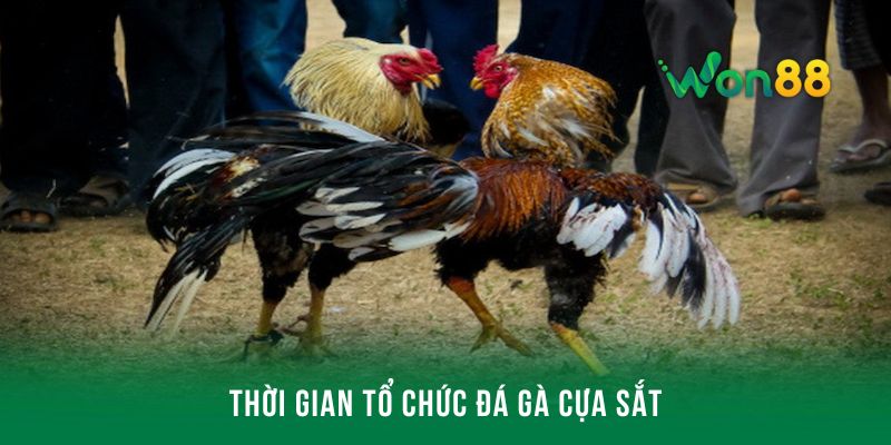 Quy định về thời gian tổ chức đá gà cựa sắt