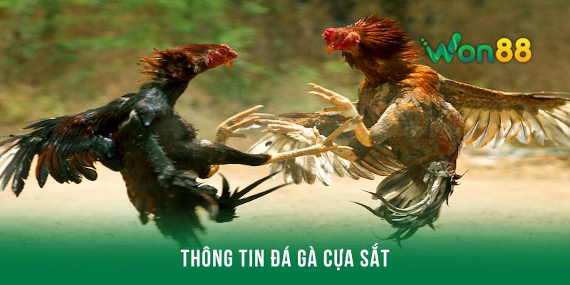 Thông tin chung về trò chơi đá gà hiện nay