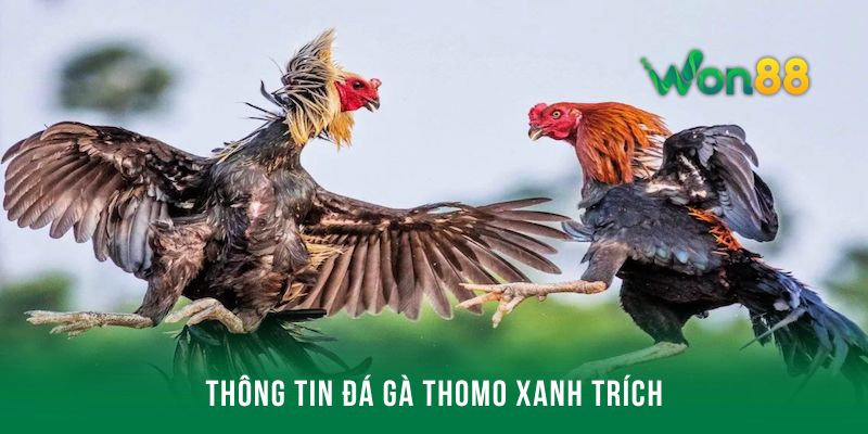 Một vài thông tin về đá gà Thomo xanh trích