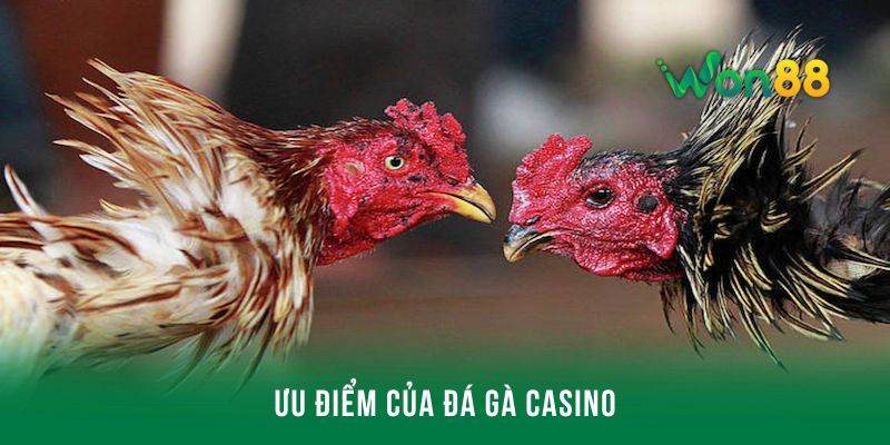 Chia sẻ ưu điểm nổi bật của đá gà casino